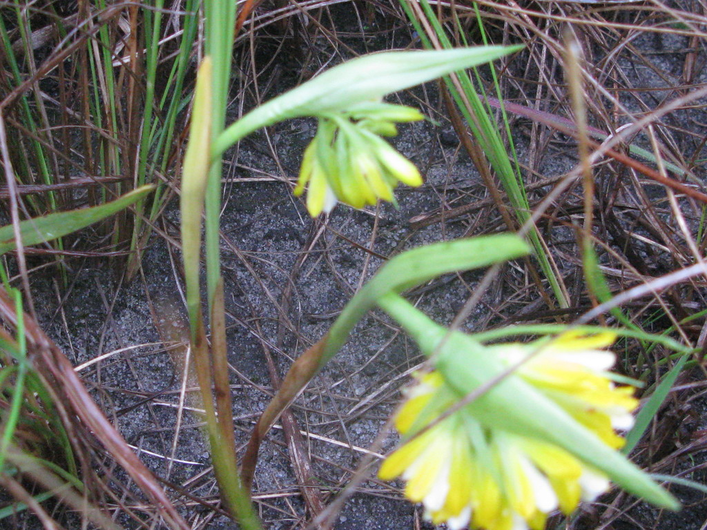 Eulophia leontoglossa