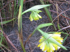 Eulophia leontoglossa