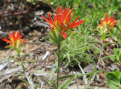 Castilleja pruinosa