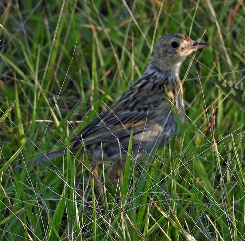 Ochre-breasted Pipit (Anthus nattereri), photo 3