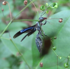 Synoeca septentrionalis