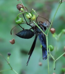 Synoeca septentrionalis