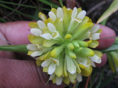 Eulophia leontoglossa