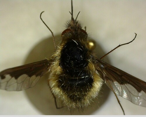 iNaturalist observation photo of Greater Bee Fly
