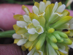 Eulophia leontoglossa