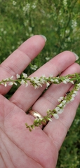Melilotus albus image