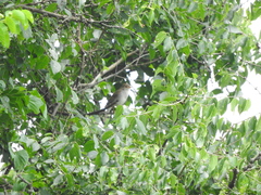 Catharus aurantiirostris