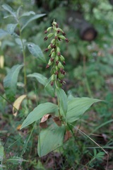 Epipactis helleborine