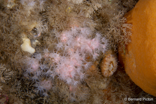 Alcyonium hibernicum