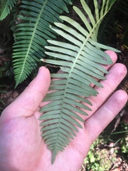 Struthiopteris niponica