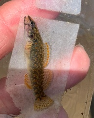 Etheostoma whipplei