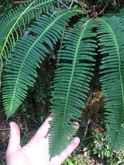 Struthiopteris niponica