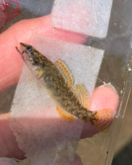 Etheostoma whipplei