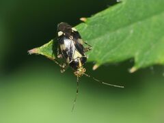 Liocoris tripustulatus