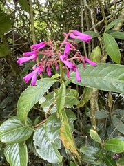 Palicourea angustifolia