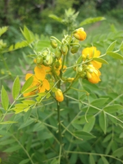 Senna hirsuta