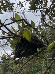 Pleurothallis phalangifera