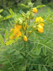 Senna hirsuta