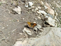 Melitaea celadussa