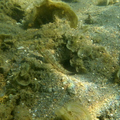 Valenciennea longipinnis