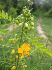 Senna hirsuta