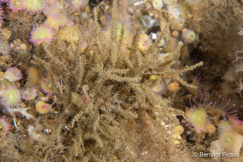 Lafoea dumosa