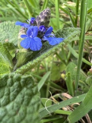 Salvia palifolia