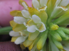 Eulophia leontoglossa