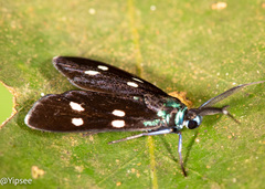 Chrysartona
