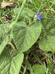 Salvia palifolia