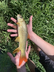 Moxostoma pisolabrum