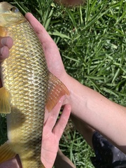 Moxostoma pisolabrum