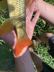 Moxostoma pisolabrum