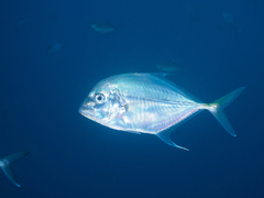 Platycaranx chrysophrys