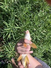 Moxostoma pisolabrum