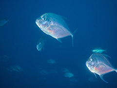 Platycaranx chrysophrys