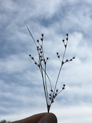 Juncus anthelatus