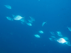 Platycaranx chrysophrys