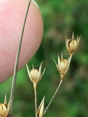Juncus anthelatus
