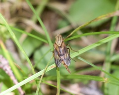 Arthropeas americana
