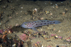 Thorogobius ephippiatus