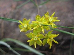 Asclepias aurea