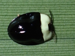 Imatidium thoracicum