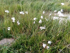 Eriophorum vaginatum