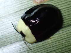 Imatidium thoracicum