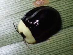 Imatidium thoracicum