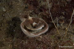 Phakellia ventilabrum