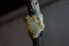 Marchalina hellenica