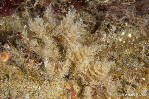 Representative image of Crisularia plumosa