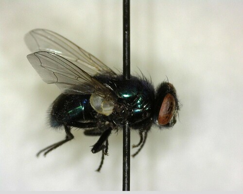 iNaturalist observation photo of Blow Flies